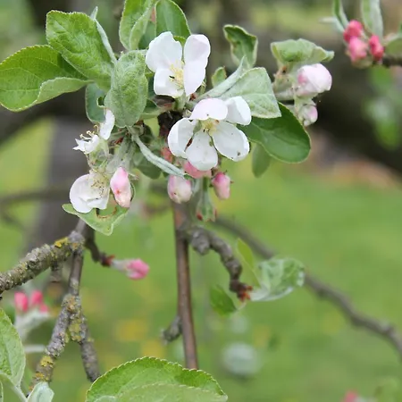 Budget In Grundshagen Mit Gartensitzplatz